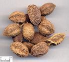Amomum villosum Lour.jpg